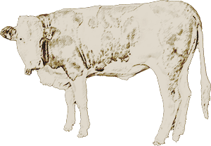 cow